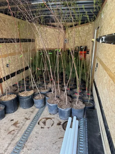 Trees in our 8.5x20' enclosed trailer