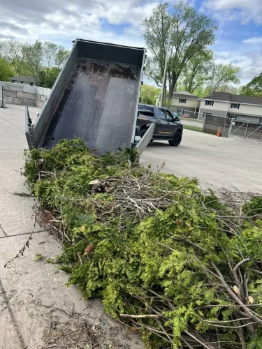 Our 7x14' dump trailer dumping brush
